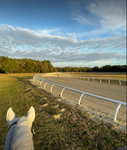 ʚɞIndz.equine ʚɞ