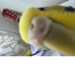 The birds club ;D