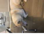 The puppy group xx