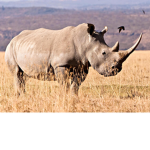 ENDANGERED SPECIES!