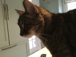 Cats run the house