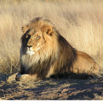 African Lion’s