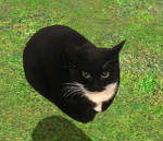 Cat love army