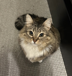 Doberguy's original group