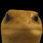 cult of the lizards
