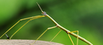 The Stick Bug warriors