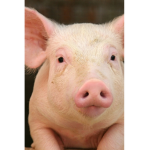 Void pig