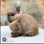 I love. Bunny