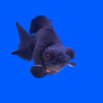 Tiko fornite