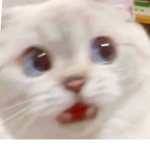 ~CatCatClothes~