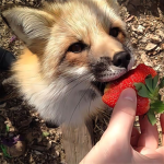 therian/furry/supporters group