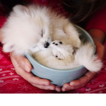 Fluffy pupa