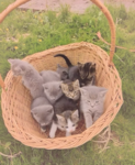 1bunch of cats