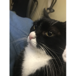 Cats and Dogs R Amazing