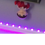 Sippi