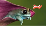Da frogs>:3