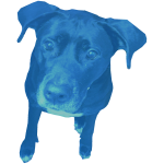 DIAMOND ALMIGHTY PERRO?!?!