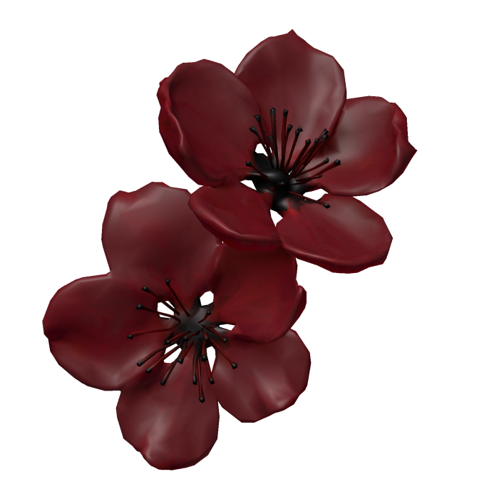  さくら sakura cherry blossom red burgundy  flower 