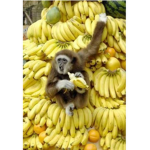 Funny monkey land