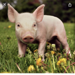 YUMMY PIGGIES LETS PLAY