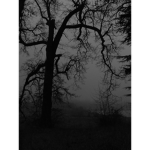 Shadow Field Games
