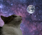 cat cult We worship cats