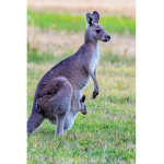 True Blue Kangaroos
