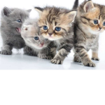 Cats Are Cute And Funny!