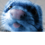 Party Ferrets