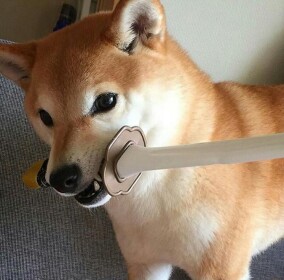 Doge sword fighting