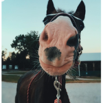 People who are too obsessed with horses