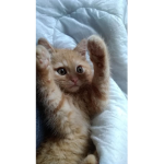 i gatti sono bellissimi