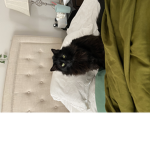 My cat Batman!