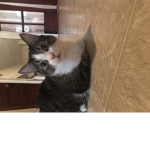 my cat’s eyes are scary