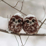 Owl and cs Fan club!