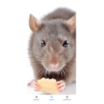 The rat of America