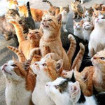 Group for Cats(i mean any one)