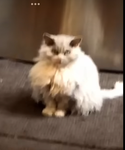 Hi kitty cat