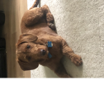 Hello it’s kyle
