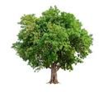 Trees War hhh