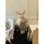 sona_bunny101