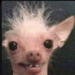 HairlessChihuahuafreebobux
