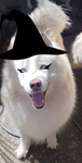 Doggy news