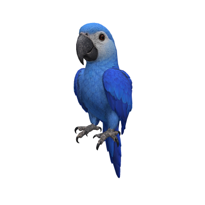 Spix's Macaw Left Shoulder Pet (HD Textures)
