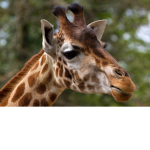 The Giraffes!!