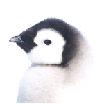 The Penguins'