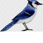 Blue jay boys