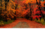 AutumTreez