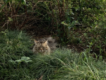Katze ***