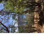 SASHNETHAKA s tree group